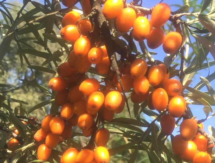 Саджанці обліпихи сорт Лейкора (Leikora), 1 річна жіноча, напівупакована