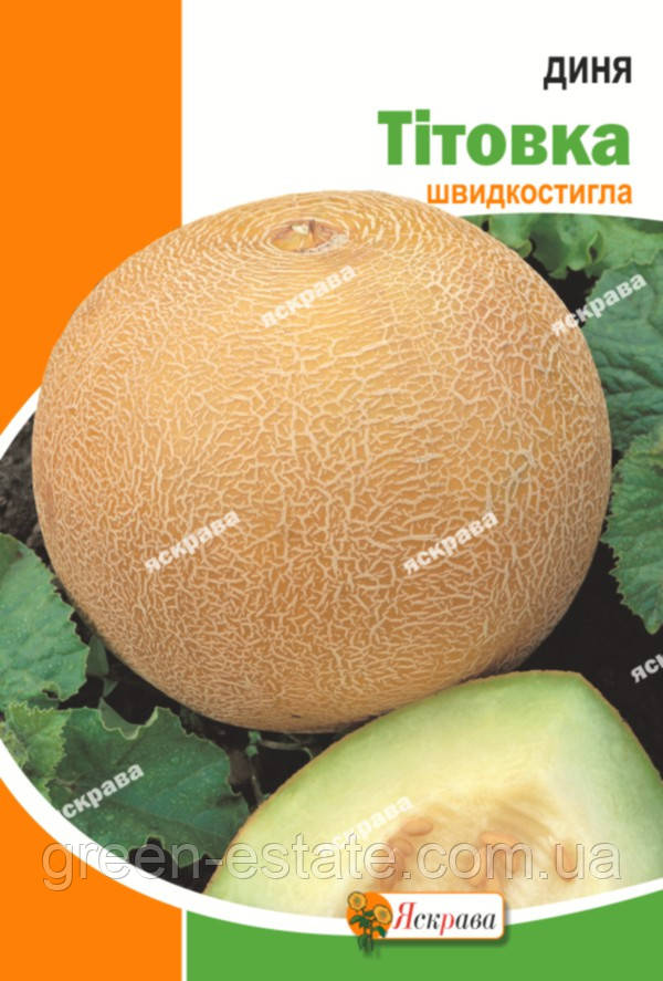 Диня Тітовка 20 р.
