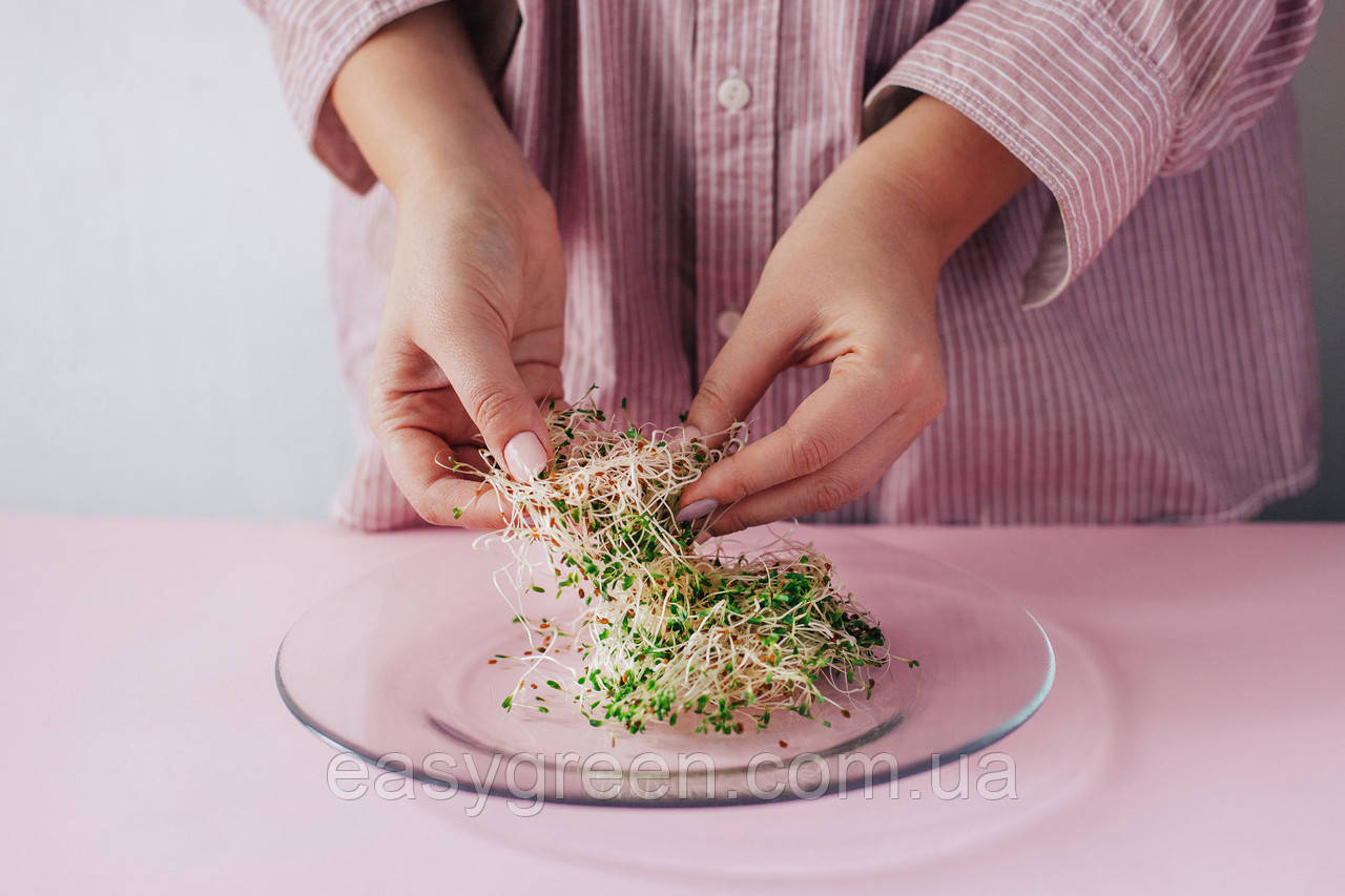 ЛЮЦЕРНА Мікрозелень, насіння люцерни органічної для пророщування, 200 грамів, фото 1