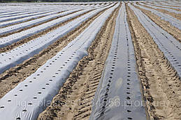 Плівка чорна з перфорацією 25*30 (25 мкм)1,2 м х 500м 24 місяці