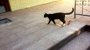 Гранитное крыльцо в школе, Киев. 5