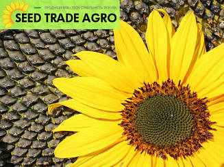 Насіння соняшника НС-Х-1749" (Сидтрейд-Агро)