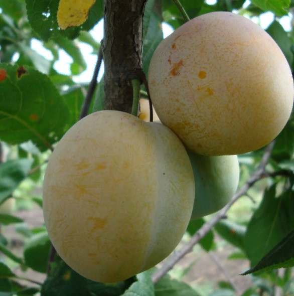 Слива Ренклод де Бове (середньостигла), фото 1