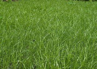 Насіння костриці червоної