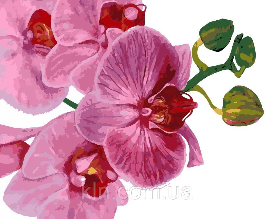 Картина за номерами ArtStory Рожева орхідея 40 х 50 см (арт. AS0124)