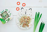 Паростки ПШЕНИЦІ Wheatgrass Sadovе 50 г, фото 6