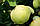 Саджанці яблунь Антонівка, фото 4