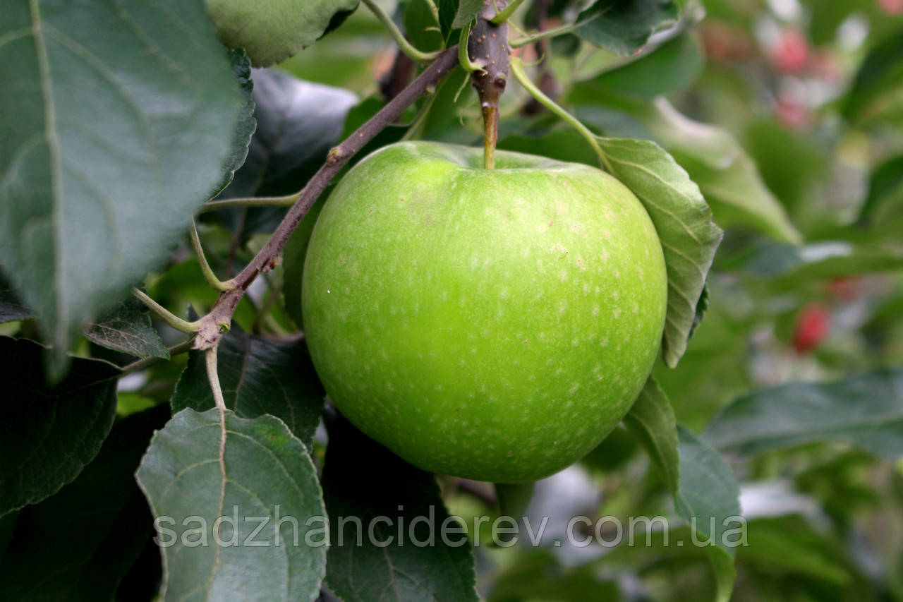 Саженцы яблонь Гренни Смит - фото 3 - id-p451304530