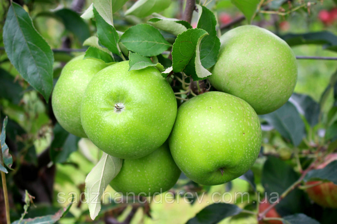 Саджанці яблунь Гренні Сміт, фото 1