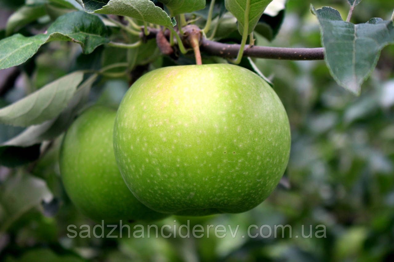 Саженцы яблонь Гренни Смит - фото 2 - id-p451304530