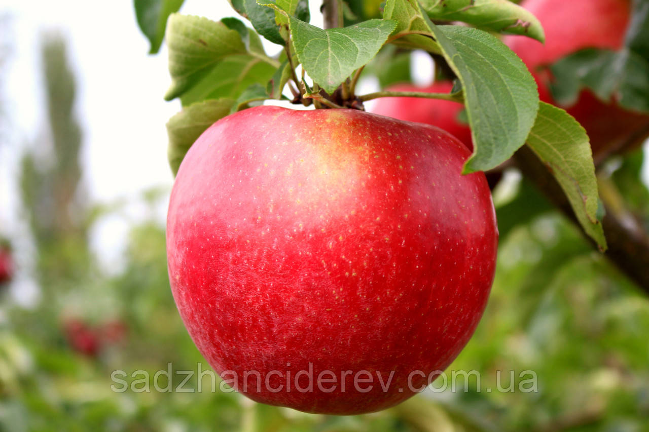 Саджанці яблунь Амулет, фото 1