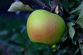 Саджанці яблунь Смеральда