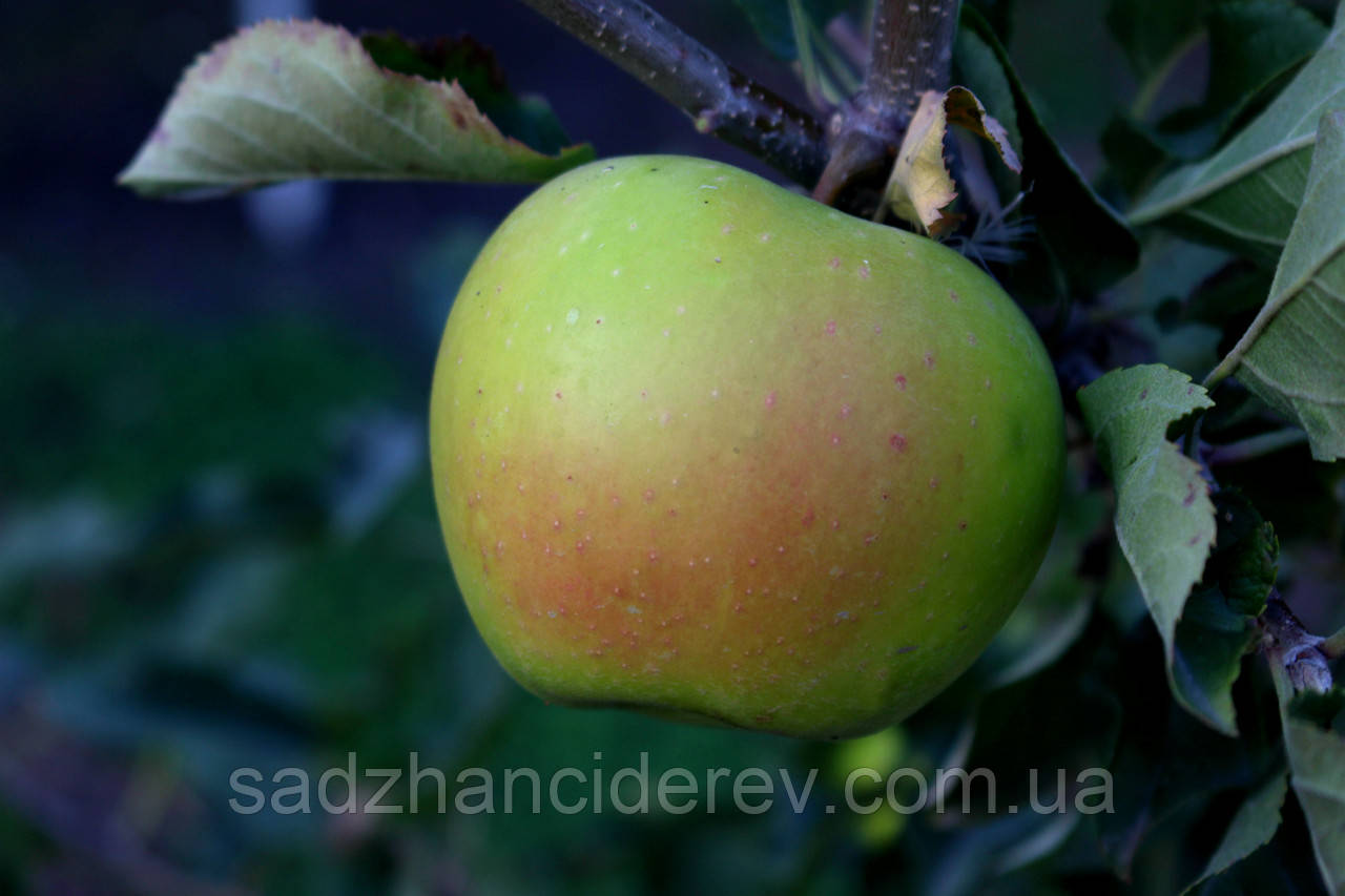 Саджанці яблунь Смеральда, фото 1