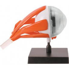 Наукова гра ГЛАЗ Professor EIN-O E2370E