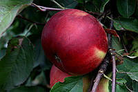 Саженцы яблонь Лигол