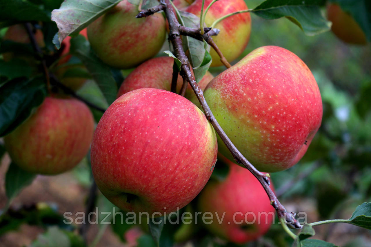 Саджанці яблунь Пінова
