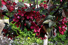 Саджанці яблунь Роялті "Райська яблуня"