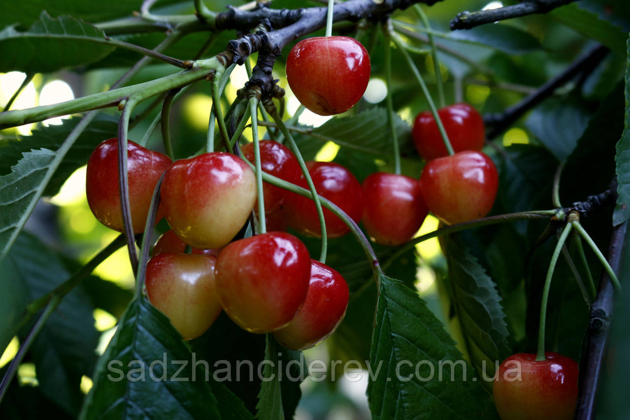 Саджанці черешні Присадибна, фото 1