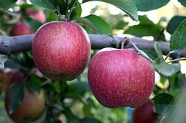 Саджанці яблунь Росавка