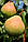 Саджанці груші Велика літня (Большая летняя), фото 2
