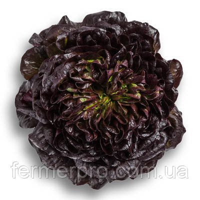 Насіння салату Клі/Klee RZ/5000 насіння Rijk Zwaan, фото 1