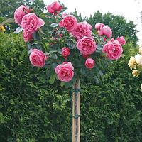 Троянда штамбова Леонардо так Вінчі