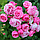 Троянда штамбова Помпонелла, фото 2