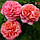 Троянда штамбова Мері Енн, фото 2