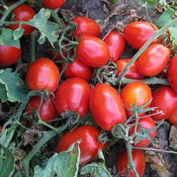 Насіння томату детермінантного Санні F1 ( 110 днів) (5000 нас.) Lark Seeds