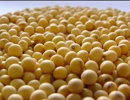 Насіння сої МЕНТОР еліта 1 репродукція