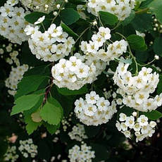 Спірея Вангутта 3 річна, Спирея Вангутта, Spiraea vanhouttei, фото 4