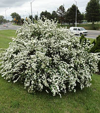 Спірея Вангутта 3 річна, Спирея Вангутта, Spiraea vanhouttei, фото 3