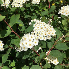 Спірея Вангутта 3 річна, Спирея Вангутта, Spiraea vanhouttei, фото 5