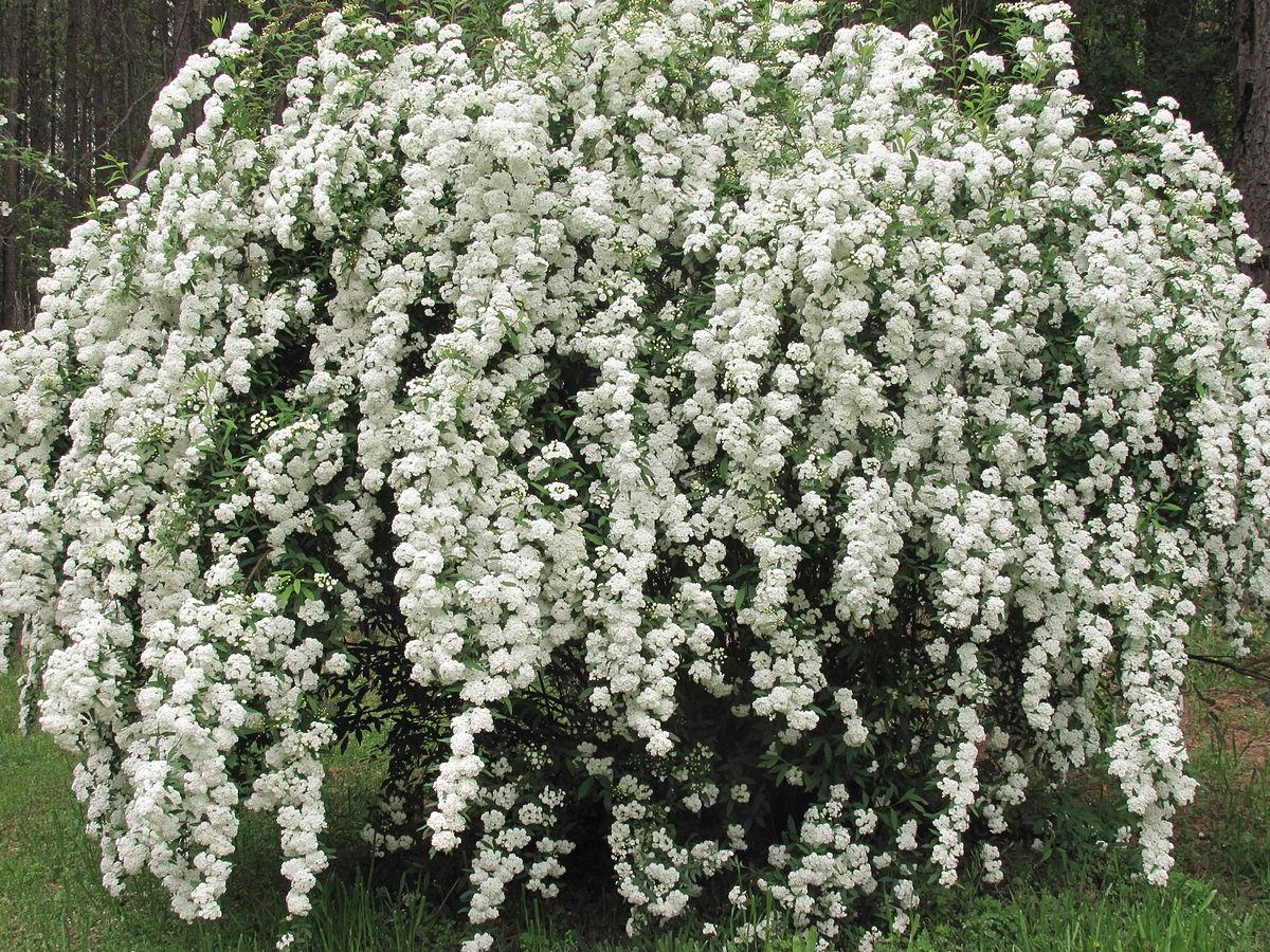 Спірея Вангутта 3 річна, Спирея Вангутта, Spiraea vanhouttei