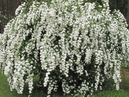 Спірея Вангутта 3 річна, Спирея Вангутта, Spiraea vanhouttei, фото 1