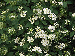 Спірея Вангутта 3 річна, Спирея Вангутта, Spiraea vanhouttei, фото 6