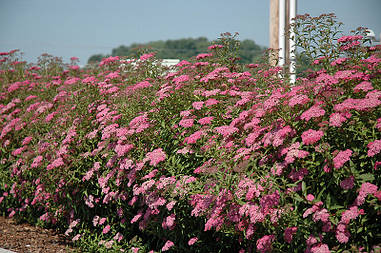 Спірея Бумальда 2 річна, Спірея Бумальда, Spiraea bumalda