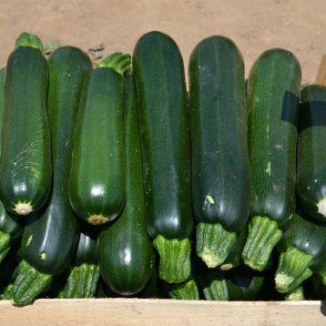 Насіння кабачка Базальт F1 (43 дні) (500 сем.) Lark Seeds