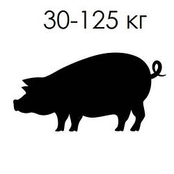 Кормушки (годівниці) для відгодівлі свиней 30-125 кг