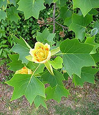 Тюльпанове дерево 2 річне, Тюльпанове дерево Ліріодендрон, Liriodendron tulipifera, фото 4