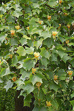 Тюльпанове дерево 2 річне, Тюльпанове дерево Ліріодендрон, Liriodendron tulipifera, фото 5