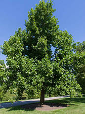 Тюльпанове дерево 2 річне, Тюльпанове дерево Ліріодендрон, Liriodendron tulipifera, фото 6