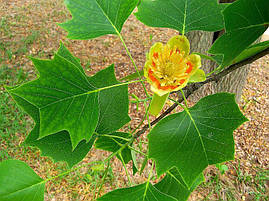 Тюльпанове дерево 3 річне, Тюльпанове дерево Ліріодендрон, Liriodendron tulipifera, фото 3