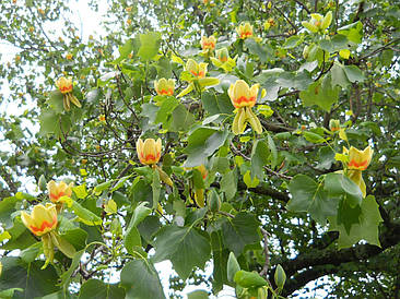 Тюльпанове дерево 2 річне, Тюльпанове дерево Ліріодендрон, Liriodendron tulipifera