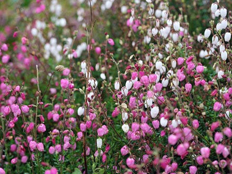 Жыныстық позицияны ояту порно