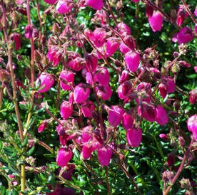 Дабеція катабрійська рожева 3 річна, Дабеция катарбийская рожева, Daboecia cantabrica