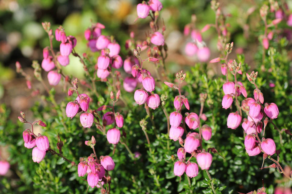 Азиялық BBW порно