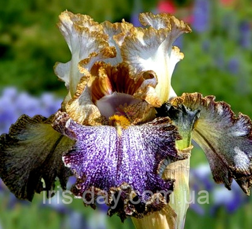 Ірис Dipped in Dots Діп-ін Дотс (Black 2012) (сажінки), фото 1