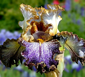 Ірис Dipped in Dots Діп-ін Дотс (Black 2012) (сажінки)