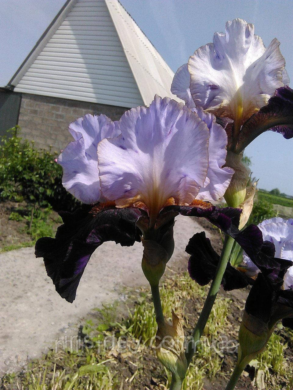 Ирис Pivnich’ne Syayvo Північне Сяйво (саженцы), фото 1